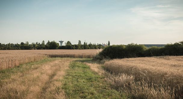сільська дорога з високою травою поруч з пшеничними полями
 - Фото, зображення