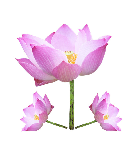 Lotus - Zdjęcie, obraz