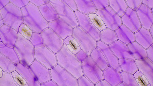Close up Tradescantia spathacea stomata. - Photo, Image