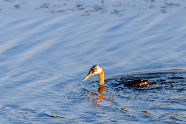 Młody wielki Perkoz Crested lub Podiceps cristatus pływa w pięknym niebieskim wody - Zdjęcie, obraz