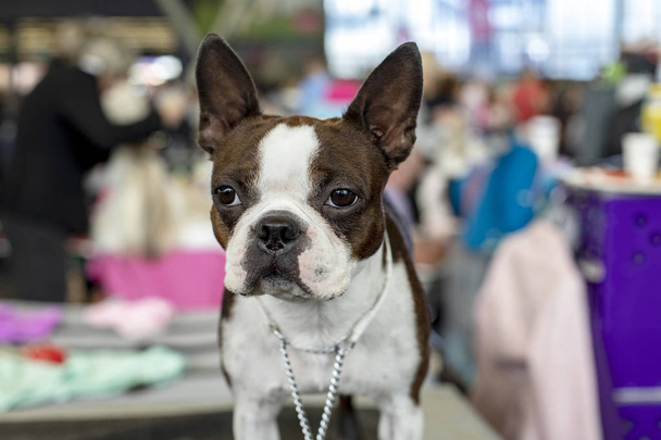 Robuster französischer Bulldog mit weißem Halsband, starrende Augen. - Foto, Bild