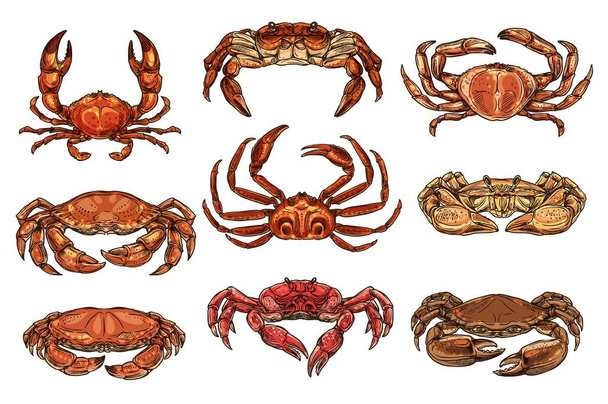 Hermit. hairy and king crans, lobster - Vector, Image