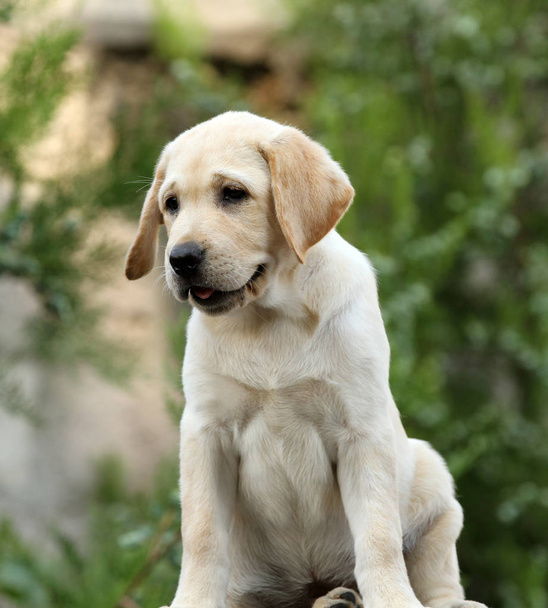 素敵なラブラドール子犬の肖像画 - 写真・画像