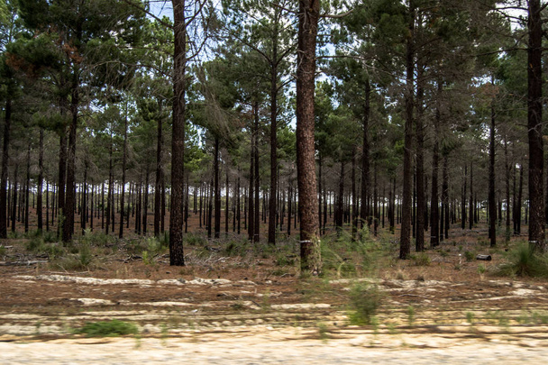 Taşrada ağaçlar ve bitki örtüsü - Fotoğraf, Görsel