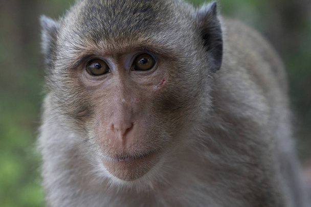 Portrait of a monkey Long Tail Macaque with a scratch. - Photo, Image