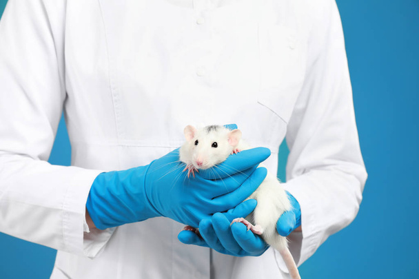 Scientist holding laboratory rat on blue background, closeup - Foto, Imagen