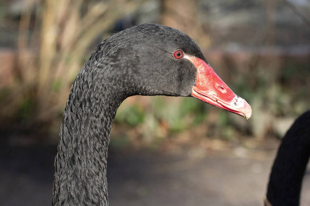Close up portrait of a black swan with red beak and red eyes. - Photo, Image