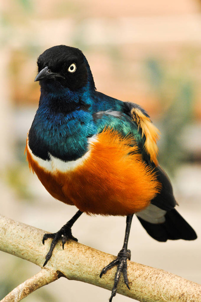 Крупный план красивый цветной портрет прекрасной птицы
. - Фото, изображение