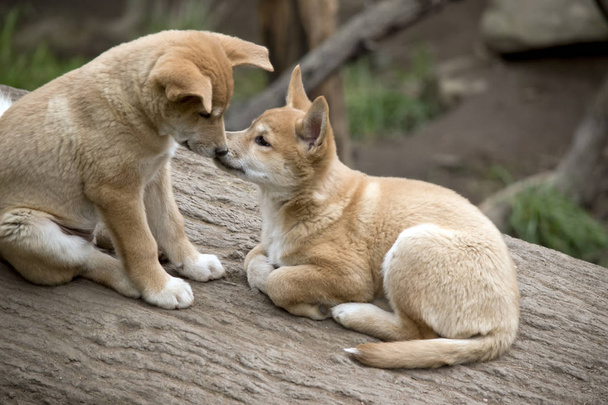 i due cuccioli di dingo stanno condividendo un bacio
. - Foto, immagini