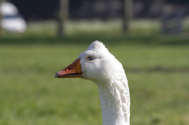 Біла гуска, гуска Emden, з помаранчевим дзьобом і горбом на голові
. - Фото, зображення