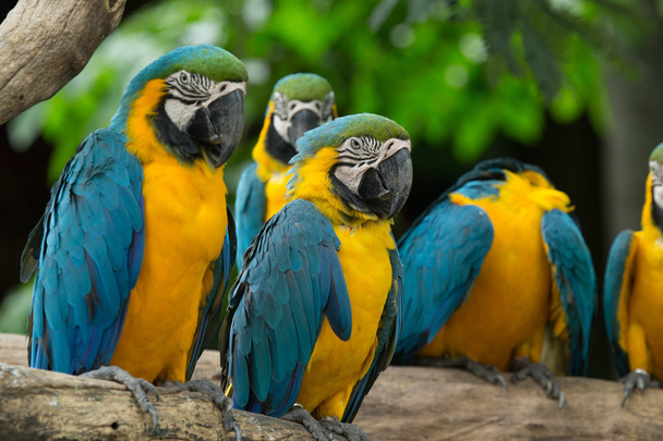 macaw bird - Foto, immagini