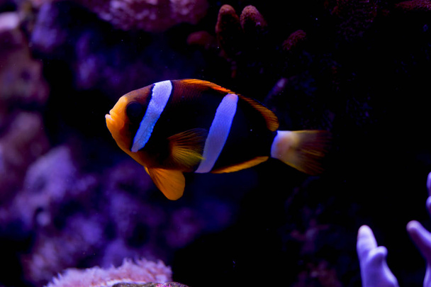 Ocellaris clownfish, Amphiprion ocellaris (and more), also known as the false percula clownfish or common clownfish - Zdjęcie, obraz