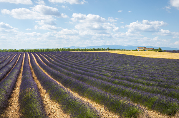 Plateau de Valensole (Provence), lavande
 - Photo, image
