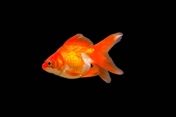Zlatá rybka v akváriu - carassius auratus - Fotografie, Obrázek