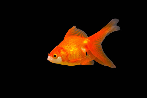 水族館での金魚- carassius auratus - 写真・画像
