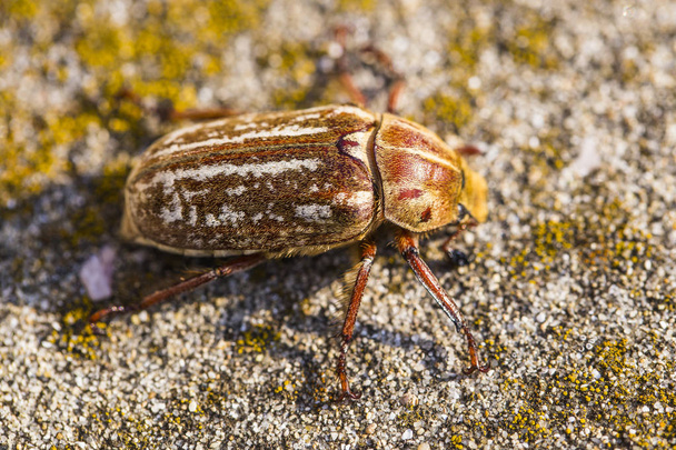 Anoxia orientalis é um género de escaravelho da família Scarabaeidae.
. - Foto, Imagem