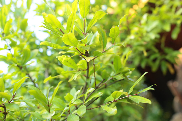Листяно-зелена рослина, кущ з краплями роси і води на листках
 - Фото, зображення