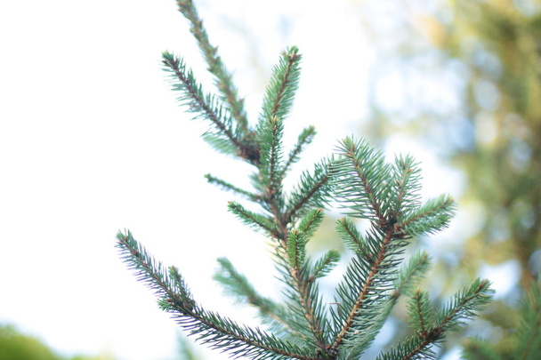 Thorny spruce tree branchessmall green spines - Photo, Image