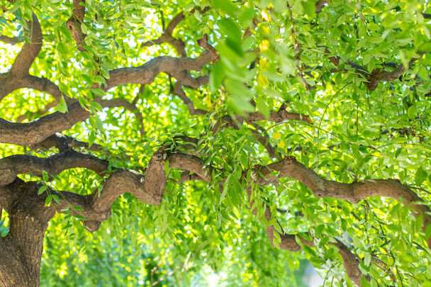 Зеленое ветвистое дерево. Изогнутый ствол и изогнутые ветки. Сочная зелень дает тень. Текстура зеленого ветвистого дерева
. - Фото, изображение