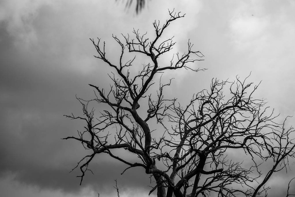 Силуэт дерева с облаками
 - Фото, изображение