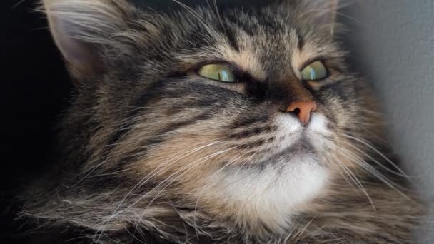 Roztomilý ústí mourovatá kočka domácí zblízka - Záběry, video