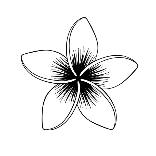 Plumeria flower. Tropical flower isolated on white. Vector illustration. - Vector, Imagen