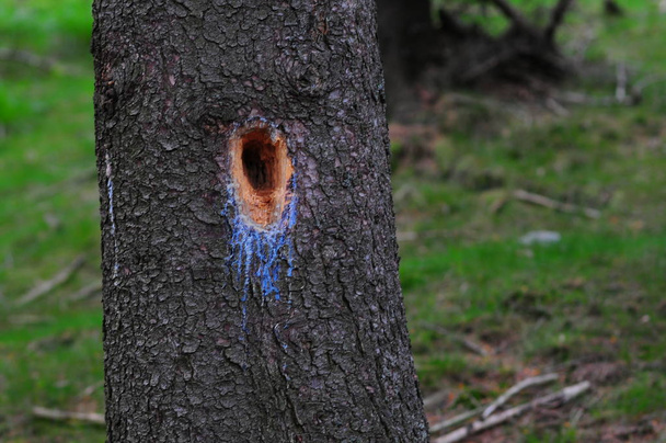 Buraco na tribo do abeto, buraco pileated profundo do pica-pau em uma árvore do abeto com gota da resina
. - Foto, Imagem