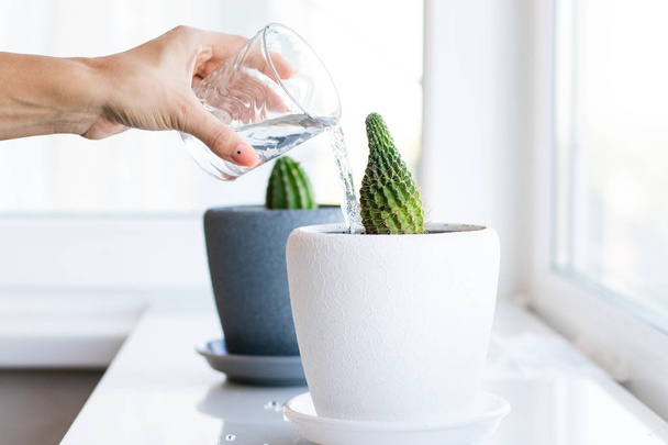 Fiore di cactus nel vaso sul tavolo bianco e sullo sfondo luminoso. Impianti per la casa e concetto interno. I cactus vengono reimpiantati da un vaso di fiori all'altro e annaffiati
. - Foto, immagini