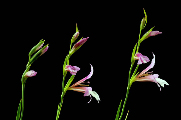 Una especie de planta Gladiolus italicus
 - Foto, imagen