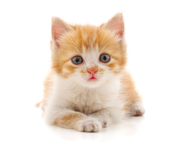 Beautiful red kitten. - 写真・画像