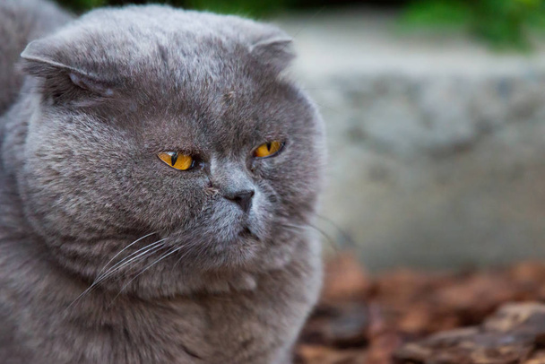 Gatto scozzese dalle orecchie luppolate, grigio con grandi occhi gialli - Foto, immagini