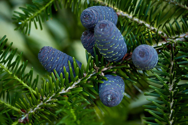 cones de abeto azul em ramos de abeto verde
 - Foto, Imagem