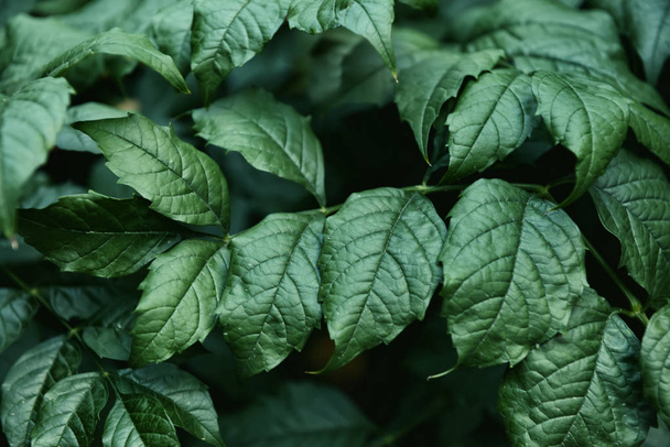 Closeup view of green leaves - Fotografie, Obrázek