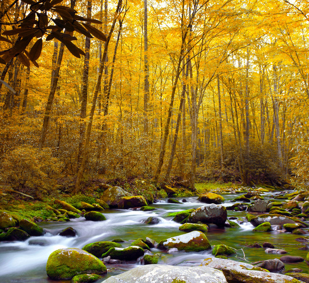 Flusso forestale in autunno
 - Foto, immagini