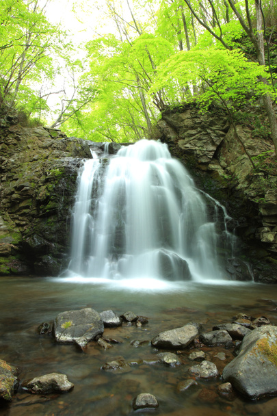 wodospad zielony świeży - Zdjęcie, obraz