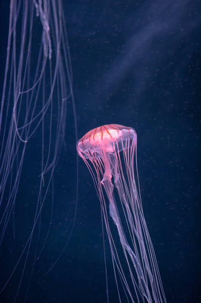 glowing jellyfish chrysaora pacifica underwater - Foto, Imagem