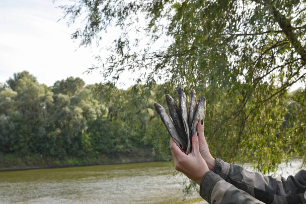 Gedroogde gezouten vis in handen van een vrouw - Foto, afbeelding