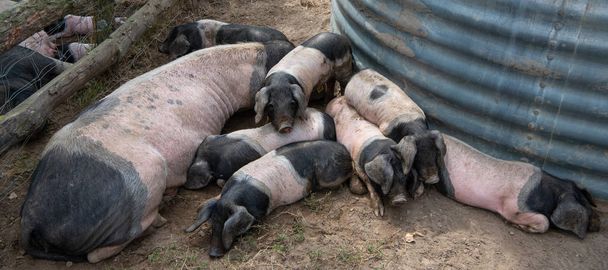 Newborn basque piglets suck the breasts of his mother, France, Europe - Foto, Imagem