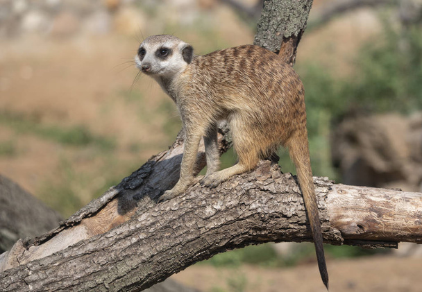 Meerkat of suricate is een kleine vleeseter behorend tot de mangoest familie - Foto, afbeelding