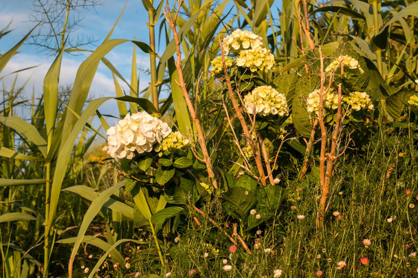 Hortnesia (hortensia) kasvaa niityllä
 - Valokuva, kuva