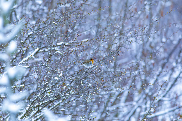 冬、雪、木とかわいい小鳥。白い冬と自然の背景。鳥:ヨーロッパのロビン。エリサカス・ルベキュラ. - 写真・画像
