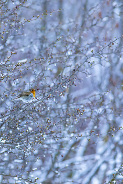 Invierno, nieve, árbol y lindo pajarito. Invierno blanco y fondo natural. Pájaro: Robin europeo. Erithacus rubecula
. - Foto, Imagen