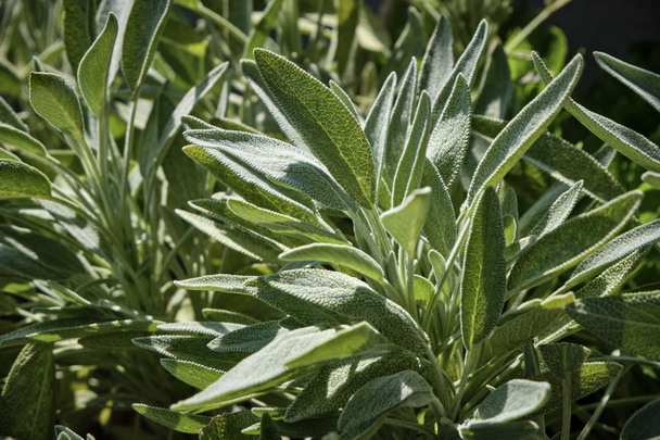 Italy, Sicily, Sage plant leaves in a garden - Foto, afbeelding