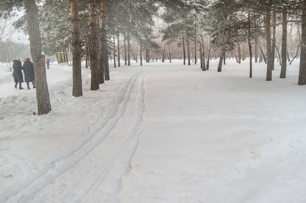 Sciare nella neve fresca d'inverno Parco tra gli alberi, le persone camminano lungo la pista da sci, il concetto di attività all'aria aperta invernale
 - Foto, immagini