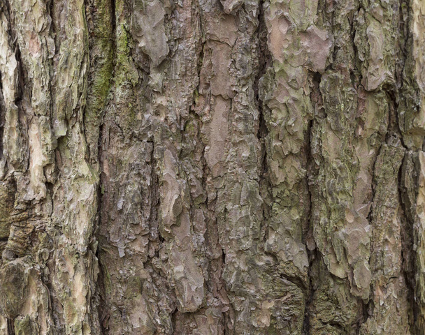 The bark of pine tree, background. - 写真・画像