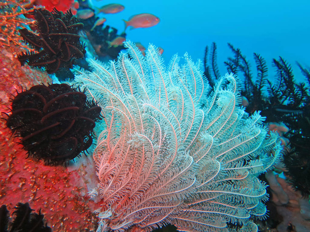 Ακμάζουσα κοραλλιογενή ύφαλο ζωντανός με θαλάσσια ζωή και τα κοπάδια των ιχθύων, Μπαλί - Φωτογραφία, εικόνα