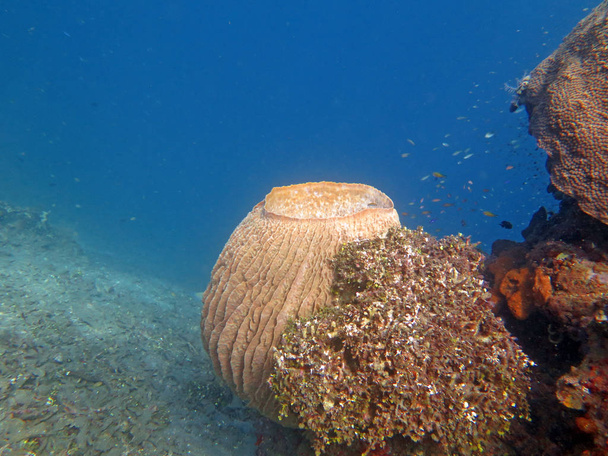Récif corallien prospère vivant avec la vie marine et les hauts-fonds de poissons, Bali
 - Photo, image