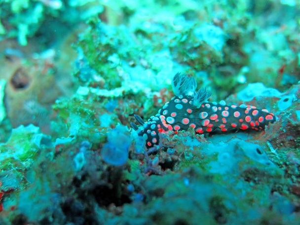 Кормовые коралловые рифы, живые морской жизнью и косяками рыбы
,  - Фото, изображение