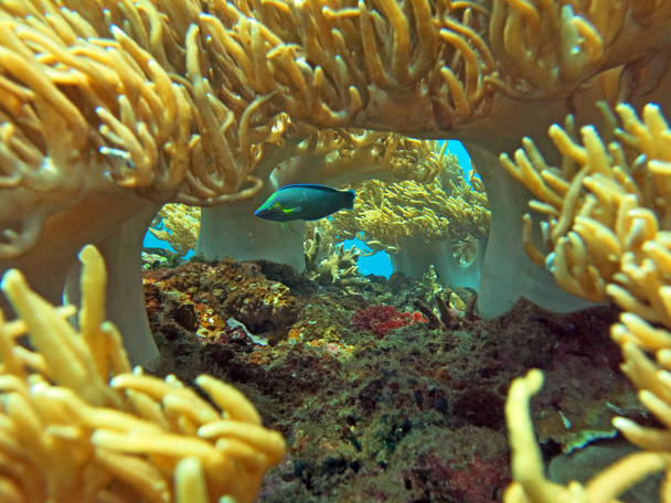 Кормовые коралловые рифы, живые морской жизнью и косяками рыбы
,  - Фото, изображение