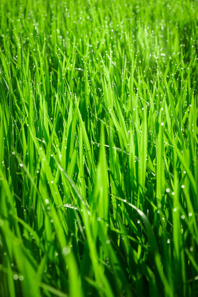 Зелена соковита трава крупним планом. Тло зеленої молодої трави. Зелена трава фону. Молодий рис
. - Фото, зображення